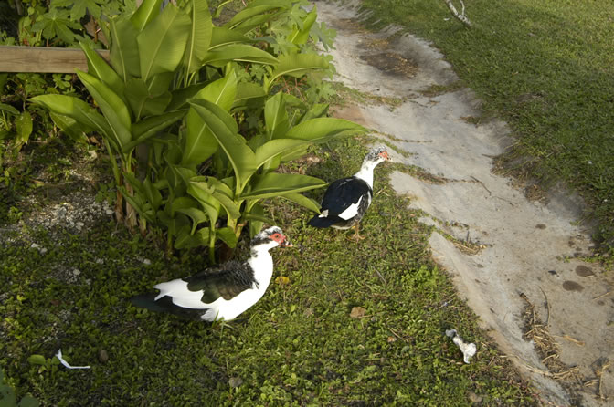 Negril Royal Palm Reserve Eco-Tourim Attraction - Negril Travel Guide, Negril Jamaica WI - http://www.negriltravelguide.com - info@negriltravelguide.com...!